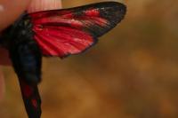 Zygaena filipendulae