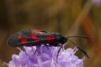 Zygaena filipendulae