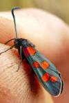 Zygaena transalpina hippocrepidis