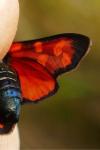 Zygaena transalpina hippocrepidis