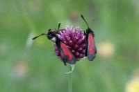 Zygaena minos/purpuralis