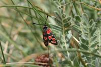 Zygaena carniolica