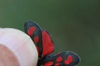 Zygaena loti