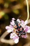 Zygaena occitanica