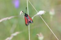 Zygaena minos/purpuralis