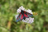 Zygaena filipendulae