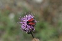 Zygaena minos/purpuralis
