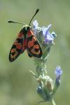 Zygaena fausta