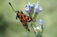 Zygaena fausta