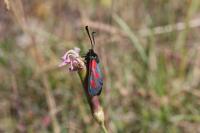 Zygaena loti