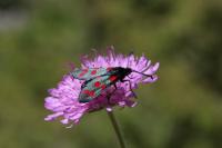 Zygaena filipendulae