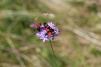 Zygaena filipendulae