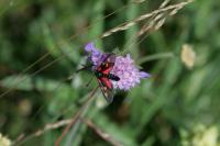 Zygaena lonicerae