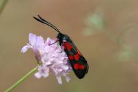 Zygaena transalpina hippocrepidis