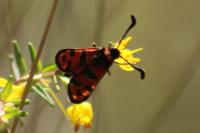 Zygaena fausta