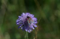 Zygaena transalpina hippocrepidis