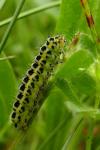 Zygaena filipendulae