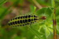 Zygaena filipendulae