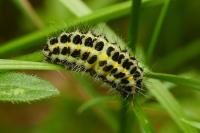 Zygaena filipendulae