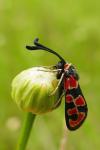 Zygaena fausta