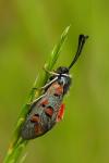 Zygaena rhadamanthus