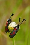 Zygaena sarpedon
