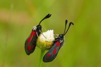 Zygaena sarpedon