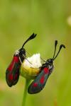 Zygaena sarpedon