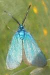 Adscita geryon