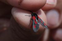 Zygaena sarpedon