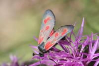 Zygaena loti