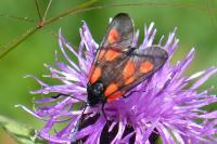 Zygaena trifolii