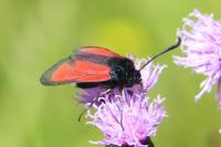 Zygaena minos/purpuralis