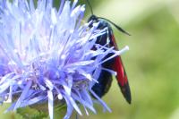 Zygaena filipendulae