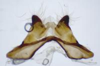 Zygaena lonicerae