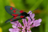 Zygaena lonicerae