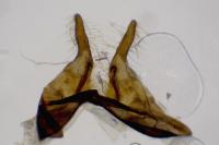 Zygaena viciae