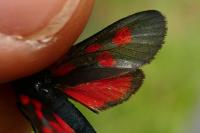 Zygaena viciae