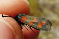 Zygaena transalpina hippocrepidis