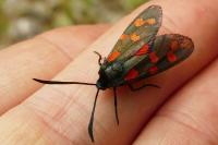 Zygaena transalpina hippocrepidis