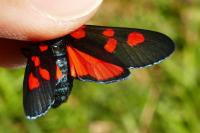 Zygaena lonicerae