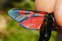 Zygaena lonicerae