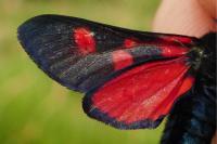 Zygaena lonicerae