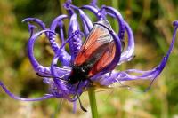 Zygaena purpuralis