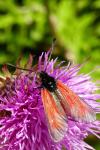 Zygaena purpuralis