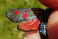 Zygaena viciae