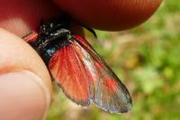 Zygaena viciae