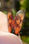 Zygaena loti