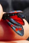 Zygaena transalpina hippocrepidis