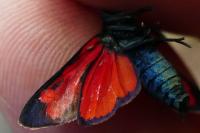 Zygaena transalpina hippocrepidis